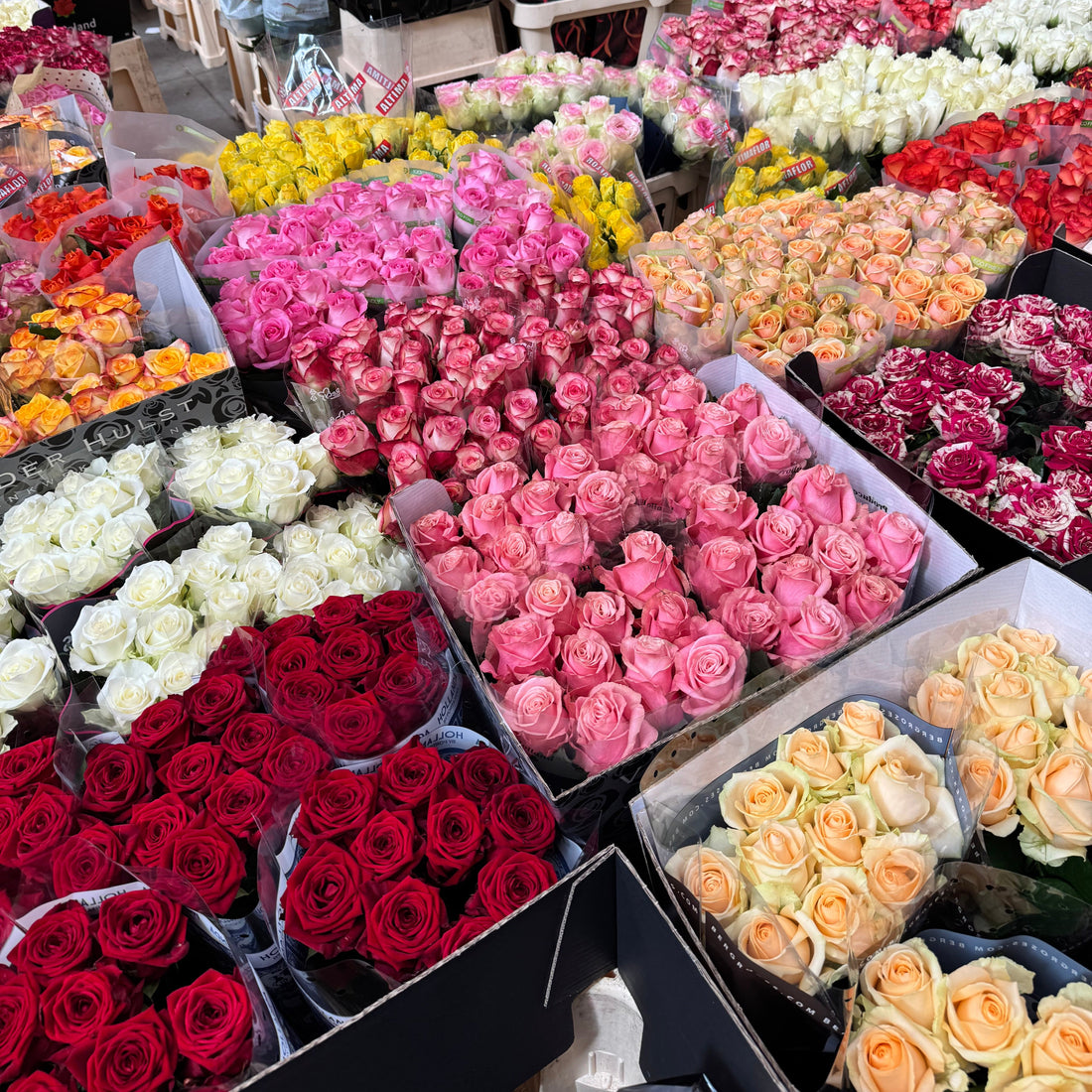 From Rose to Arrangement