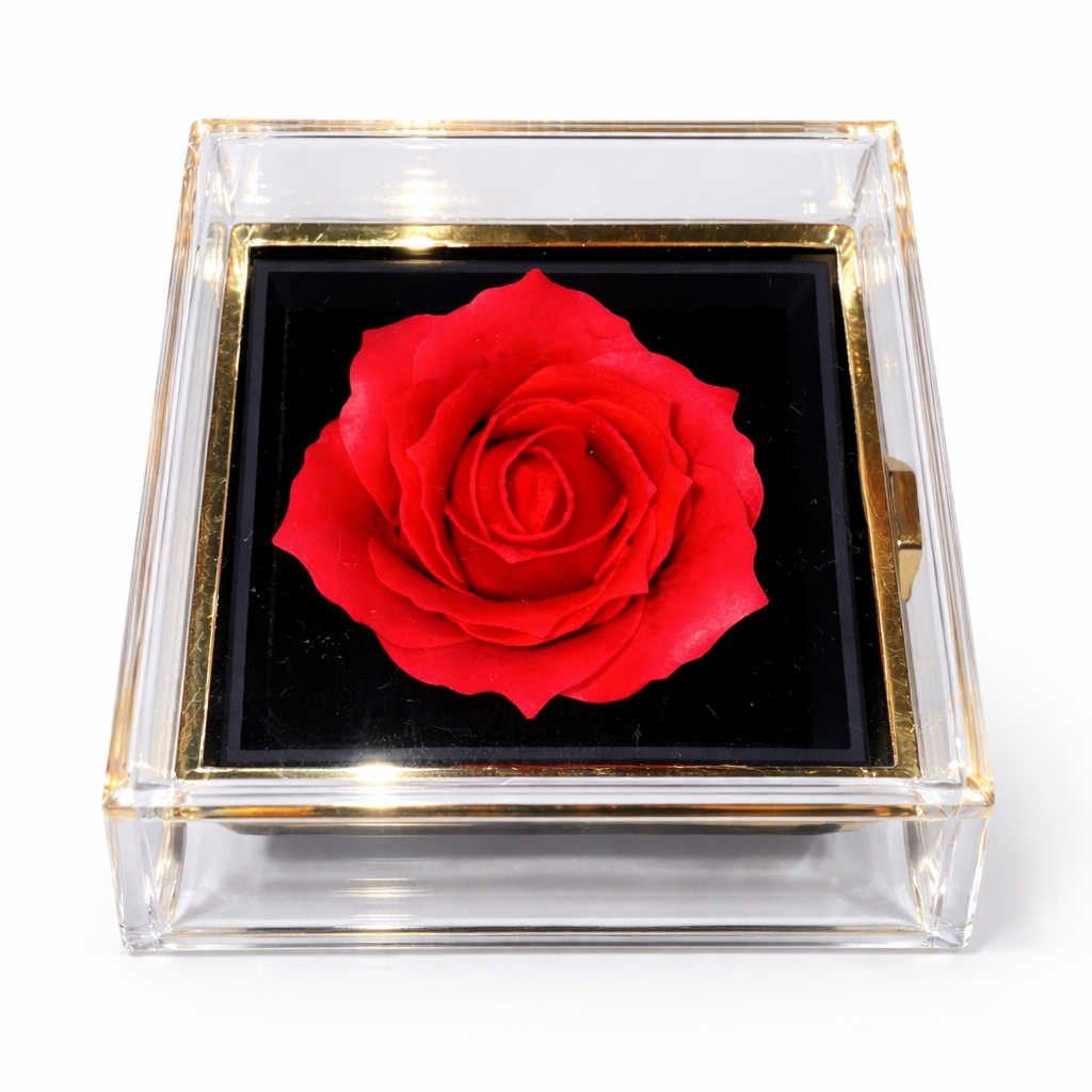 Red rose in a transparent box with gold frame on a white background