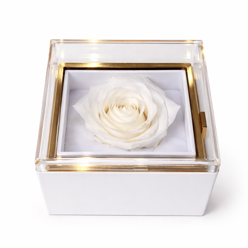 White rose in a transparent box with gold rim on a white background