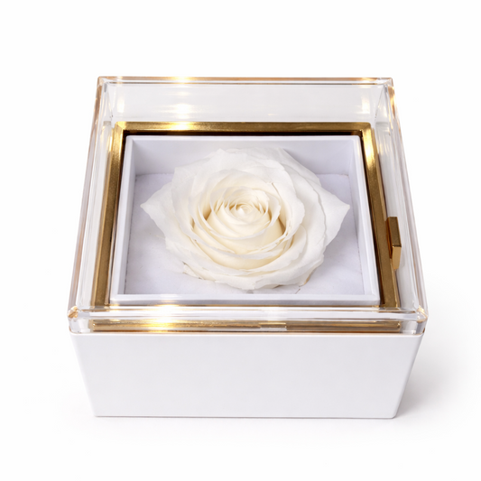 White rose in a transparent box with gold rim on a white background